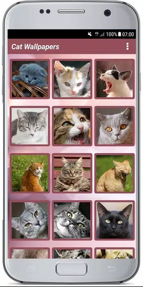 CUTE CAT WALLPAPERS应用截图第1张