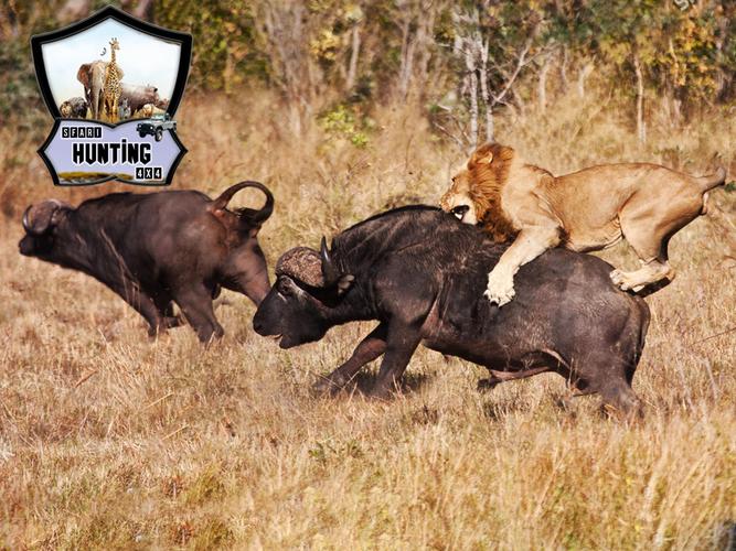Animals Hunting ภาพหน้าจอ 1