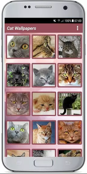 CUTE CAT WALLPAPERS应用截图第3张