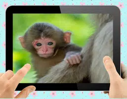 Baby Monkey Screenshot 1
