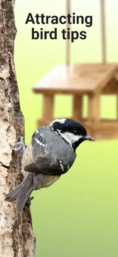 Picture Bird - 拍照識鳥應用截圖第3張