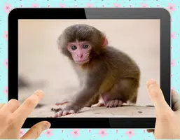 Baby Monkey Screenshot 2