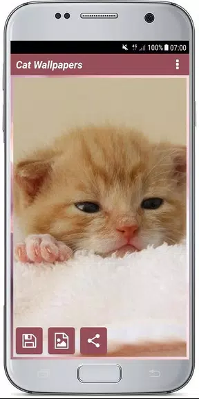 CUTE CAT WALLPAPERS应用截图第4张