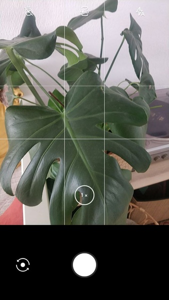 LeafSnap Zrzut ekranu 1