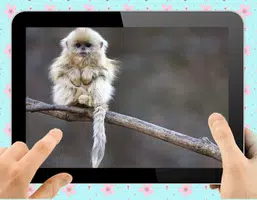 Baby Monkey Screenshot 3