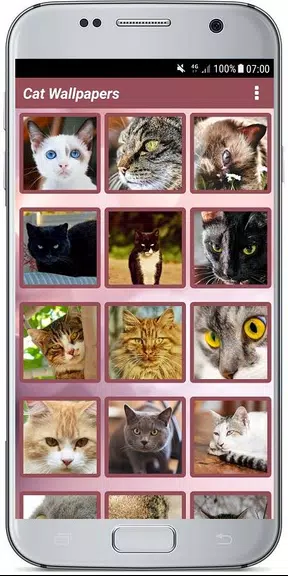 CUTE CAT WALLPAPERS应用截图第2张